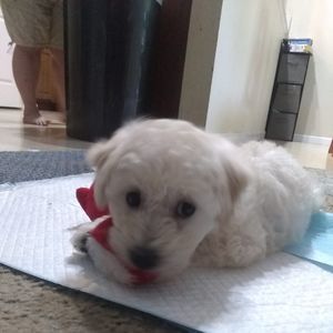 Meet your Posher, Alexa